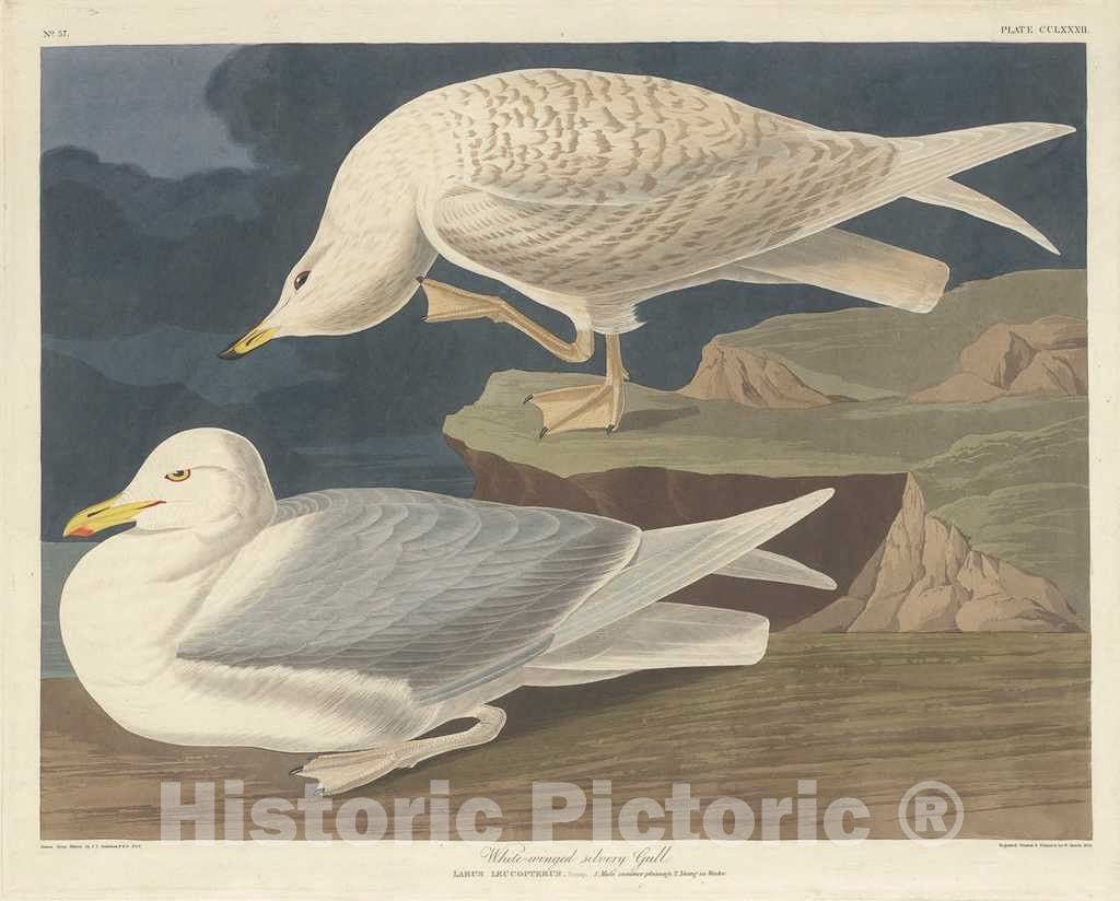 Art Print : Havell After Audubon, White-Winged Silvery Gull, 1835 - Vintage Wall Art