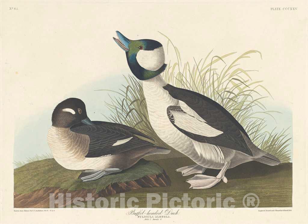 Art Print : Havell After Audubon, Buffel-Headed Duck, 1836 - Vintage Wall Art