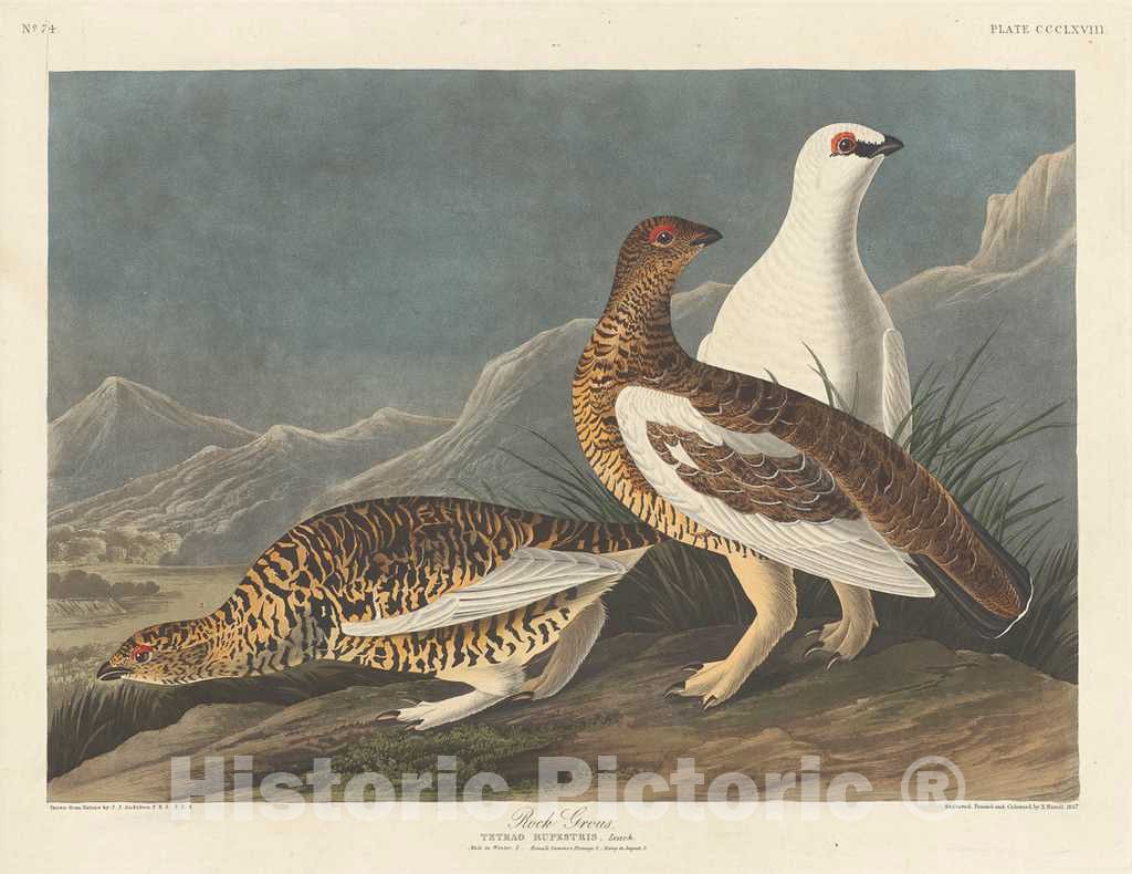 Art Print : Havell After Audubon, Rock Grous, 1837 - Vintage Wall Art