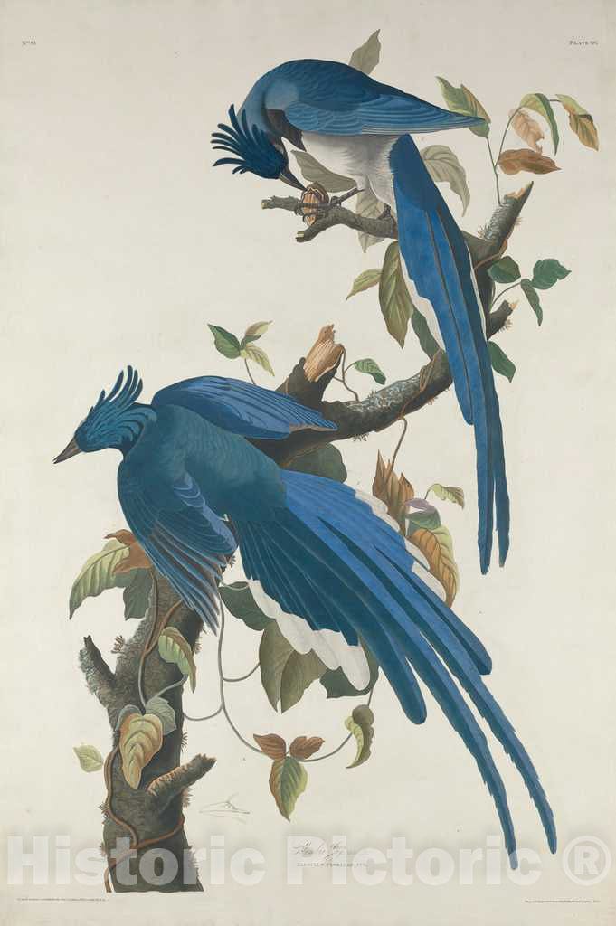 Art Print : Havell After Audubon, Columbia Jay, 1830 - Vintage Wall Art