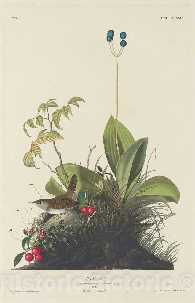 Art Print : Havell After Audubon, Wood Wren, 1833 - Vintage Wall Art