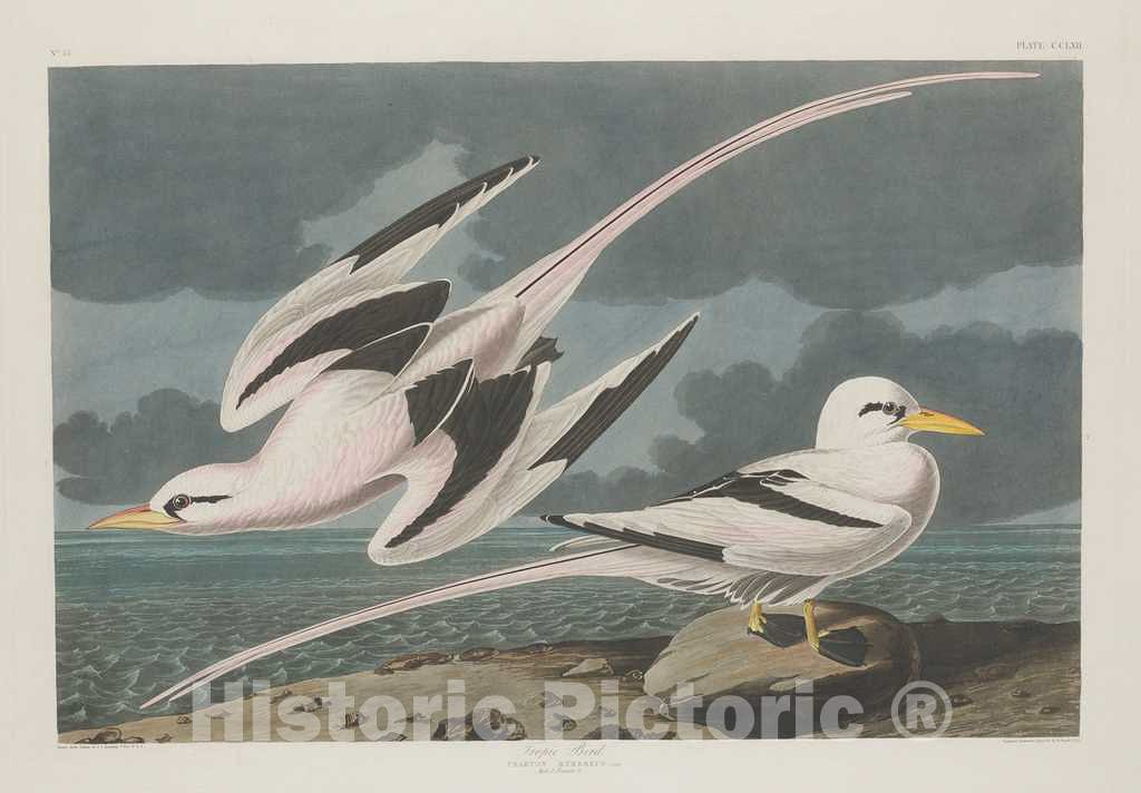 Art Print : Havell After Audubon, Tropic Bird, 1835 - Vintage Wall Art