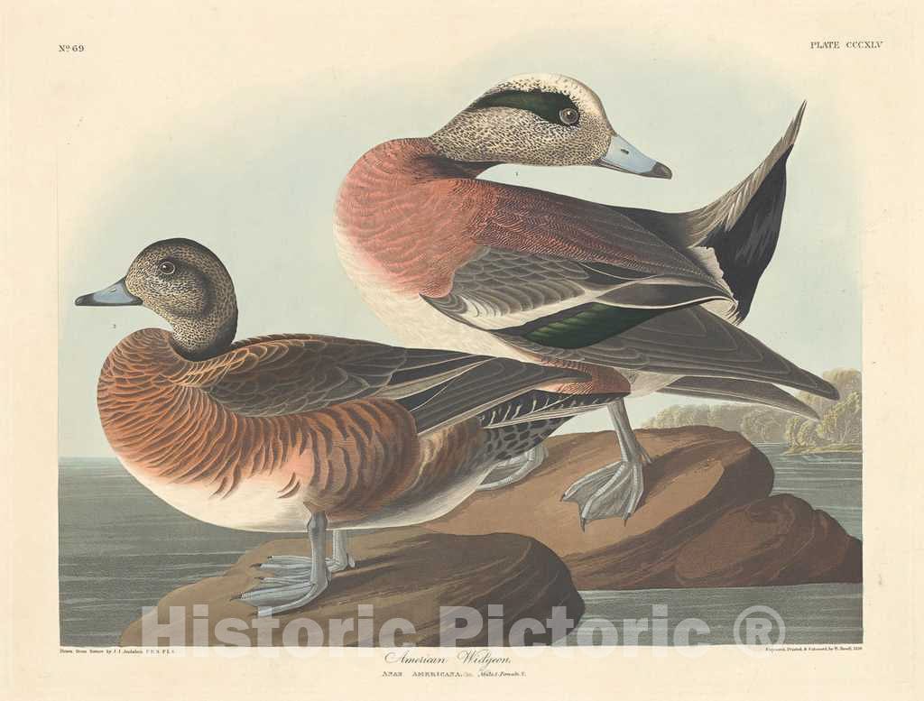 Art Print : Havell After Audubon, American Widgeon, 1836 - Vintage Wall Art