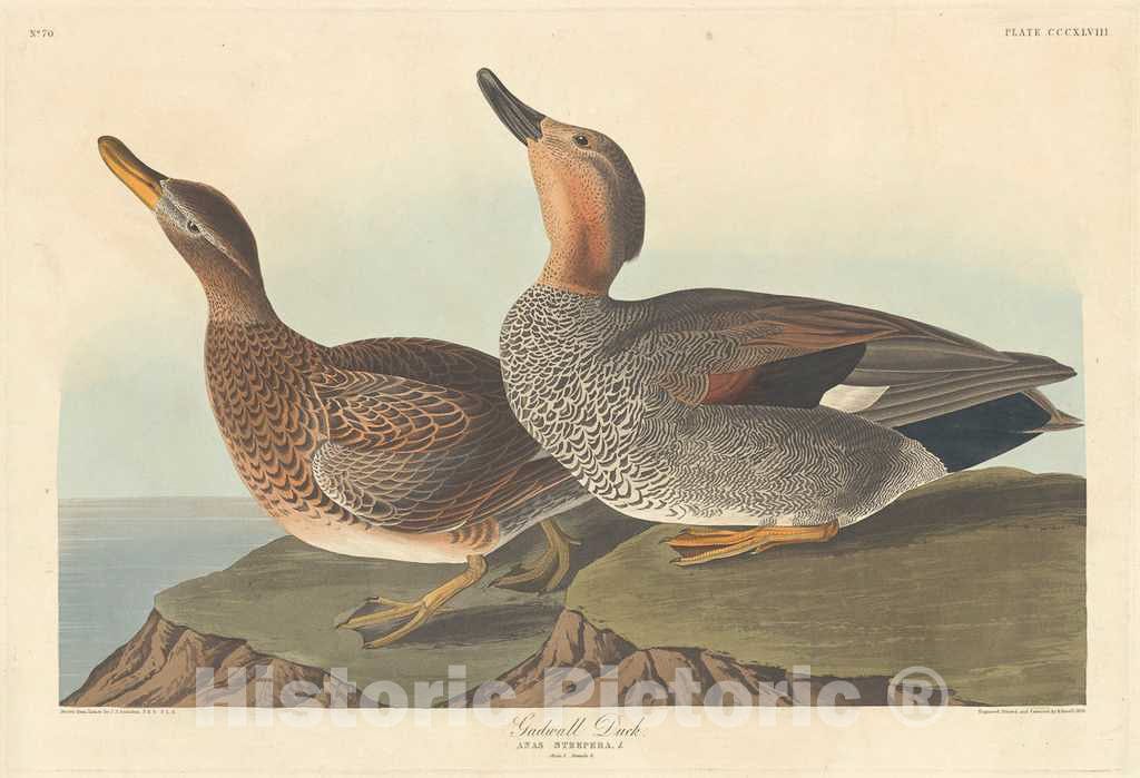 Art Print : Havell After Audubon, Gadwall Duck, 1836 - Vintage Wall Art