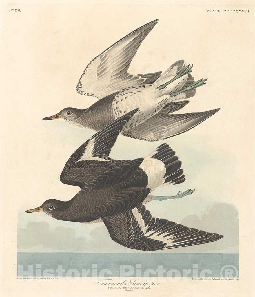 Art Print : Havell After Audubon, Townsend's Sandpiper, 1838 - Vintage Wall Art