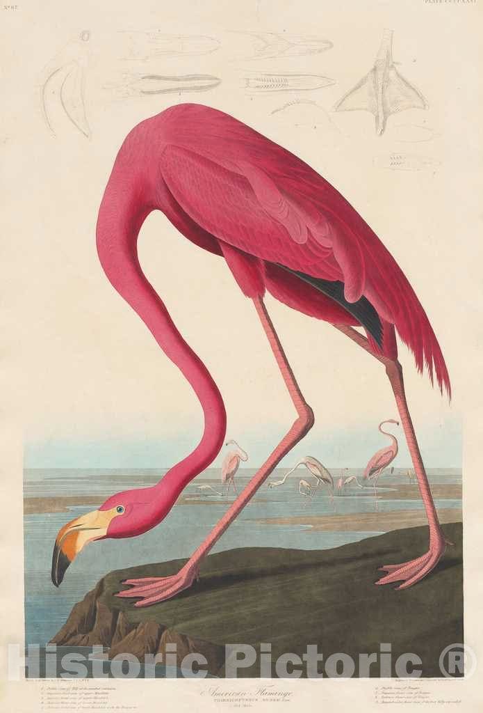 Art Print : American Flamingo 1838,  Robert Havell after John James Audubon -  Vintage Wall Art