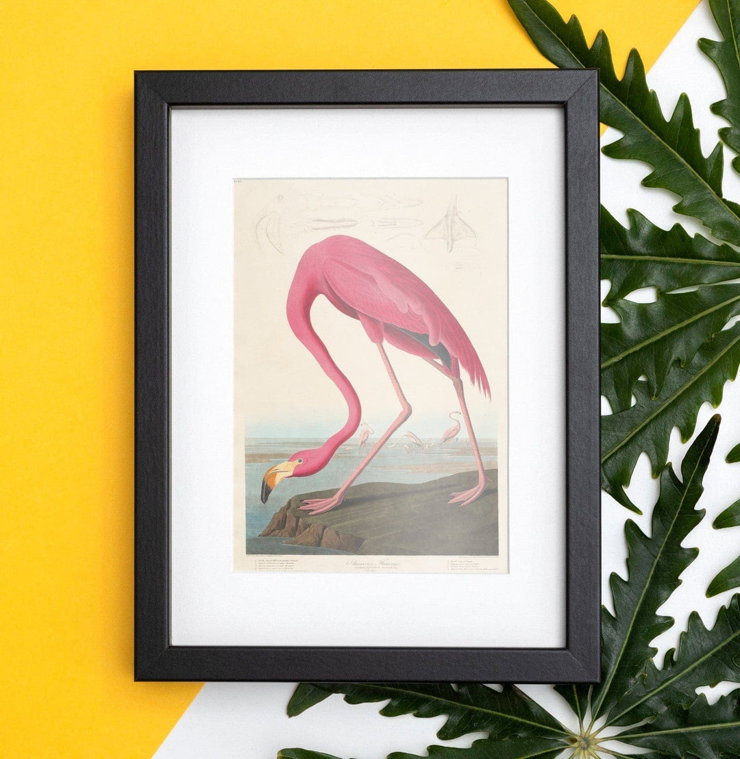 Framed Audubon, Birds  of America, American Flamingo, 1848 : Art Print