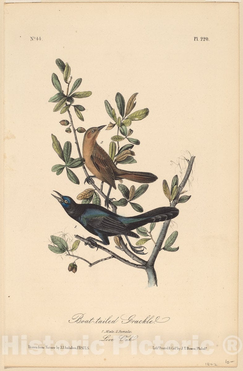 Art Print : T. Bowen After Audubon, Boat-Tailed Grackle - Vintage Wall Art