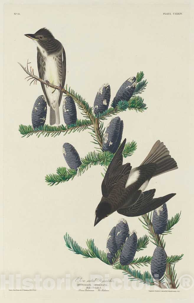 Art Print : Havell After Audubon, Olive-Sided Flycatcher, 1833 - Vintage Wall Art