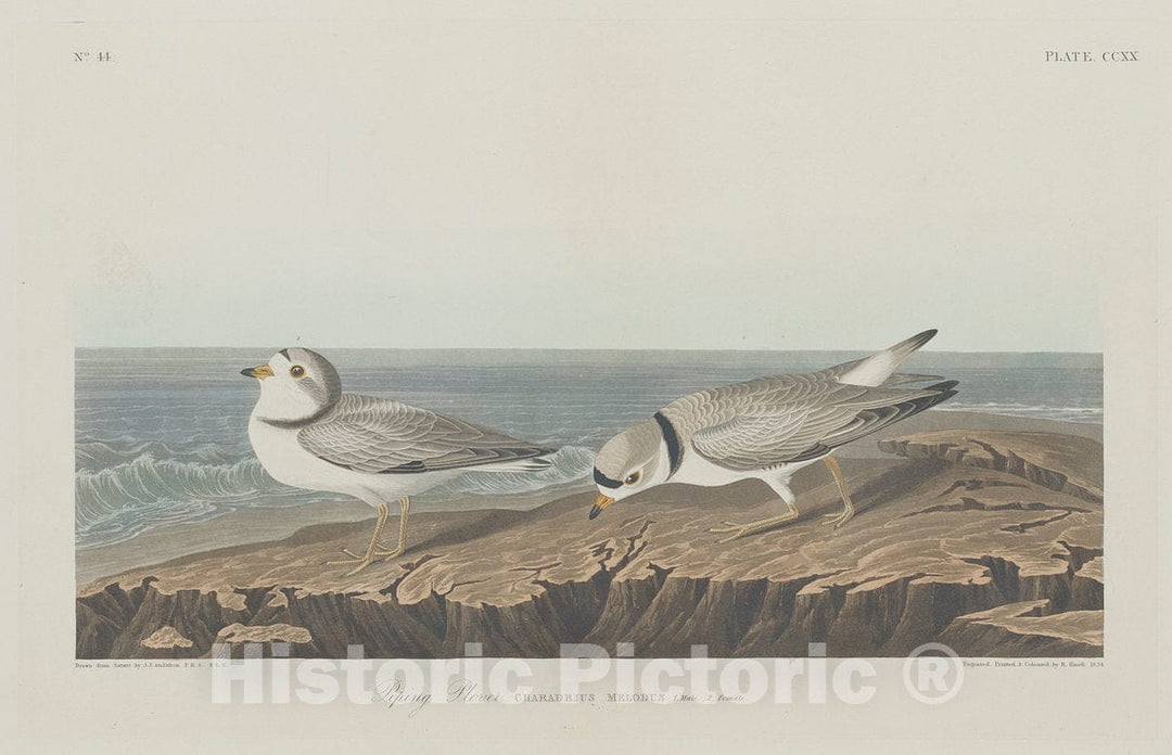 Art Print : Havell After Audubon, Piping Plover, 1834 - Vintage Wall Art