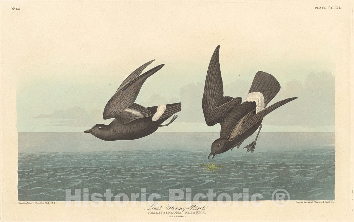 Art Print : Havell After Audubon, Least Stormy Petrel, 1836 - Vintage Wall Art