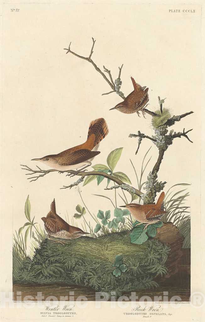 Art Print : Havell After Audubon, Winter Wren and Rock Wren, 1837 - Vintage Wall Art