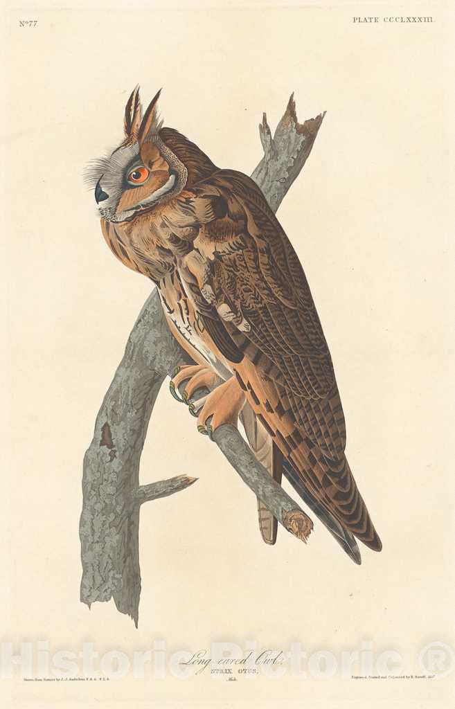 Art Print : Havell After Audubon, Long-Eared Owl, 1837 - Vintage Wall Art