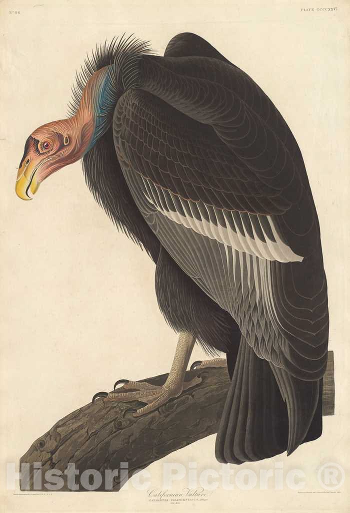 Art Print : Havell After Audubon, Californian Vulture, 1838 - Vintage Wall Art