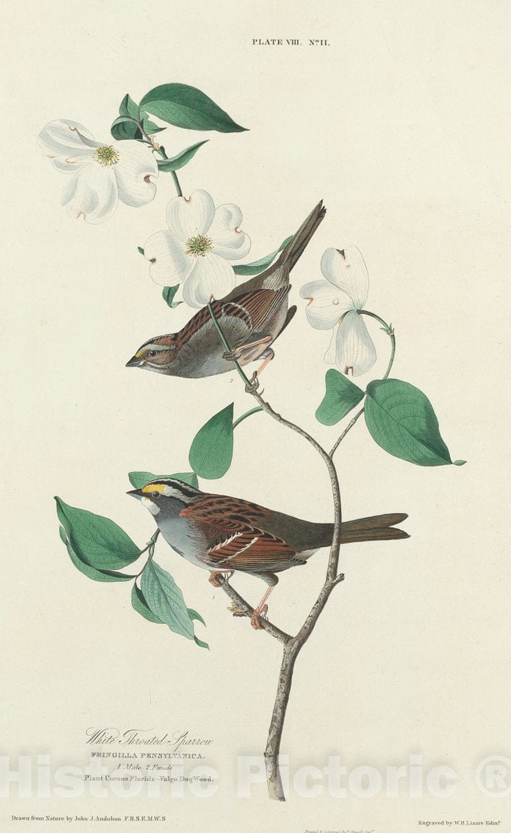 Art Print : Lizars After Audubon, White-Throated Sparrow, 1827 - Vintage Wall Art