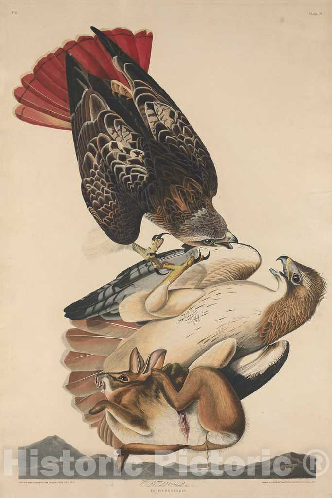 Art Print : Havell After Audubon, Red Tailed Hawk, 1829 - Vintage Wall Art