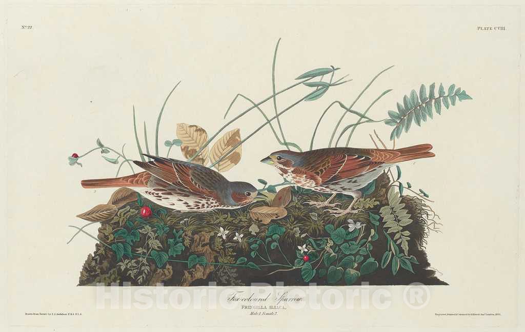 Art Print : Havell After Audubon, Two-Colored Sparrow, 1831 - Vintage Wall Art