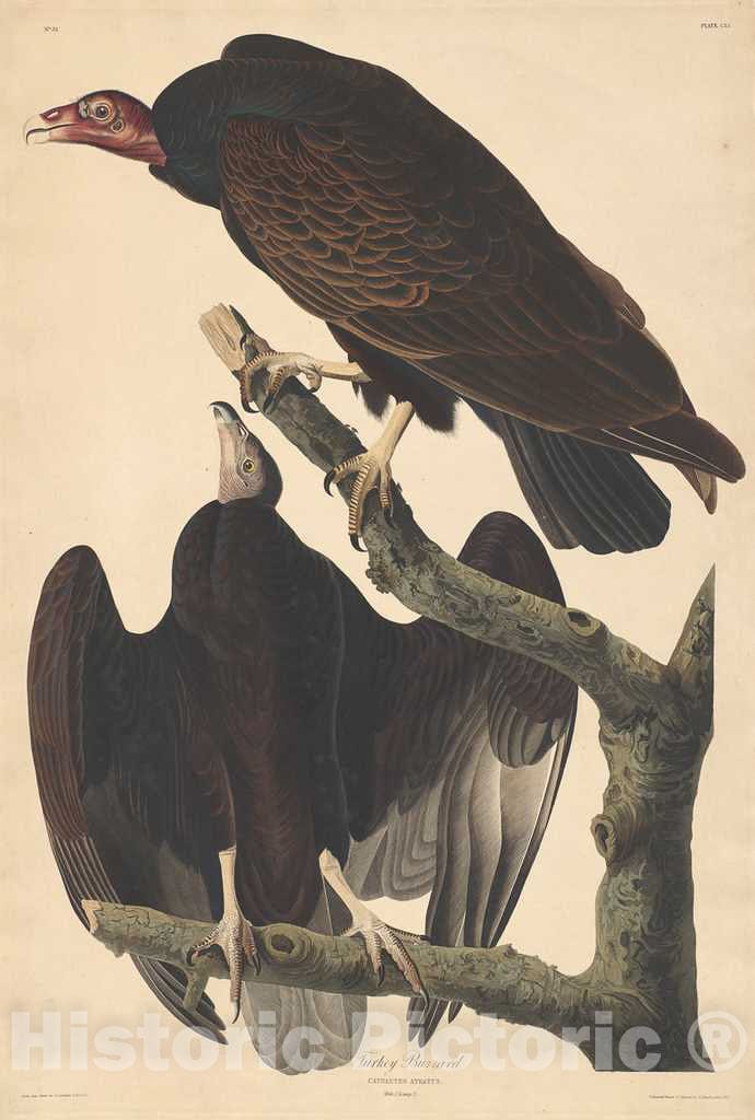 Art Print : Havell After Audubon, Turkey Buzzard, 1832 - Vintage Wall Art