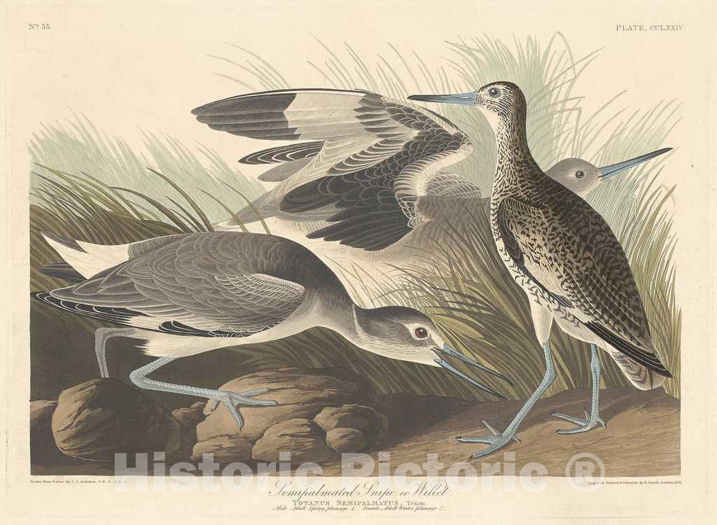 Art Print : Havell After Audubon, Semi-palmated Snipe or Willet, 1835 - Vintage Wall Art