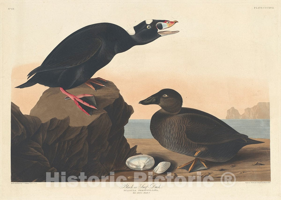 Art Print : Havell After Audubon, Black or Surf Duck, 1836 - Vintage Wall Art