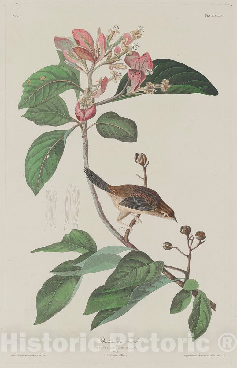 Art Print : Havell After Audubon, Bachmans Finch, 1833 - Vintage Wall Art