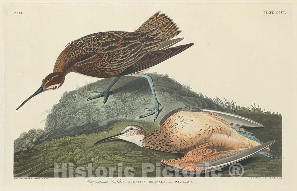 Art Print : Havell After Audubon, Esquimaux Curlew, 1834 - Vintage Wall Art