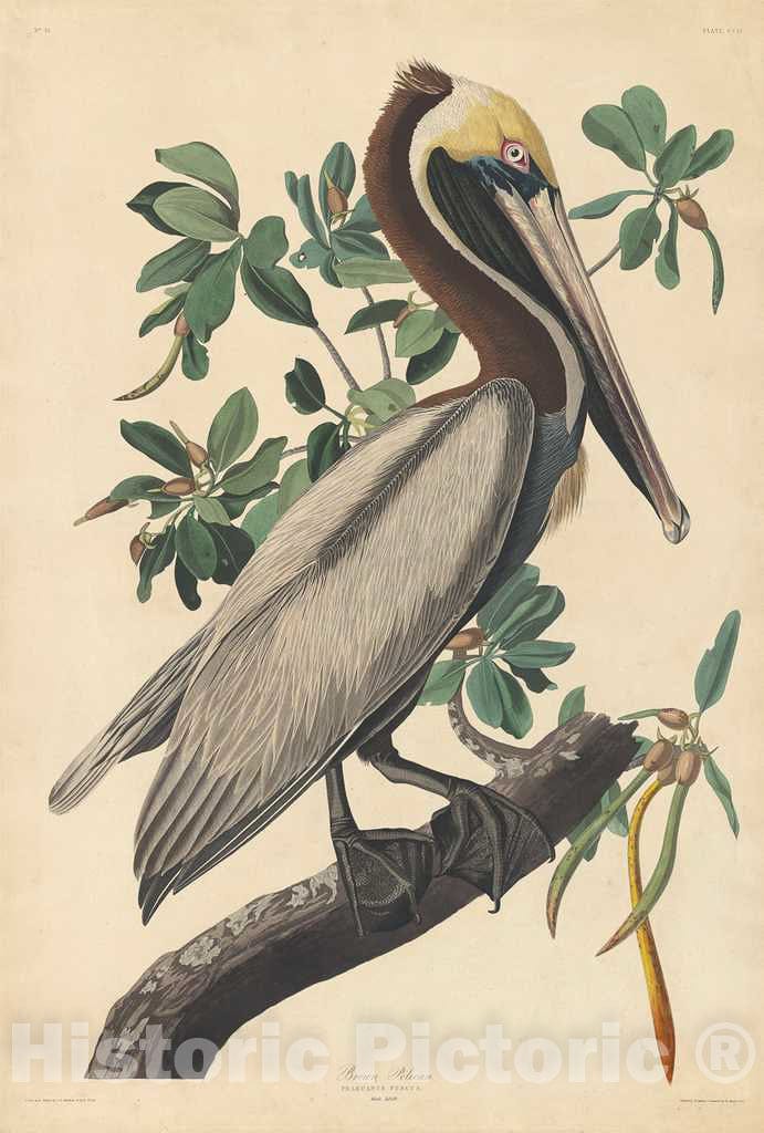 Art Print : Havell After Audubon, Brown Pelican, 1835 - Vintage Wall Art