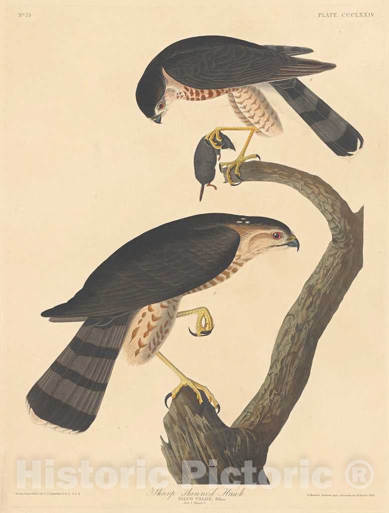 Art Print : Havell After Audubon, Sharp-shinned Hawk, 1837 - Vintage Wall Art