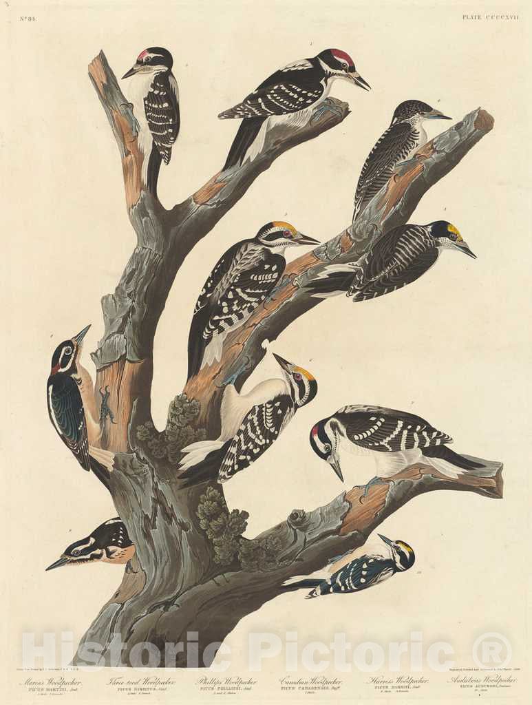 Art Print : Havell After Audubon, Maria's Woodpecker, 1838 - Vintage Wall Art