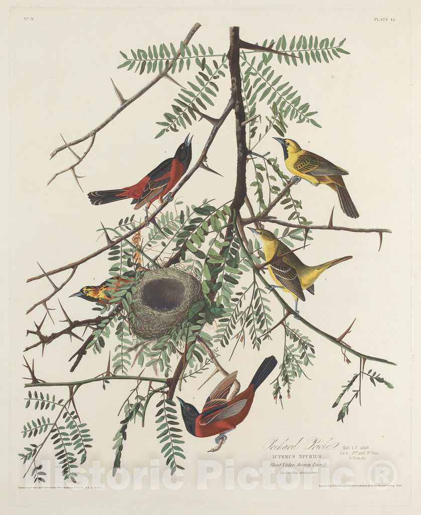 Art Print : Havell After Audubon, Orchard Oriole, 1828 - Vintage Wall Art