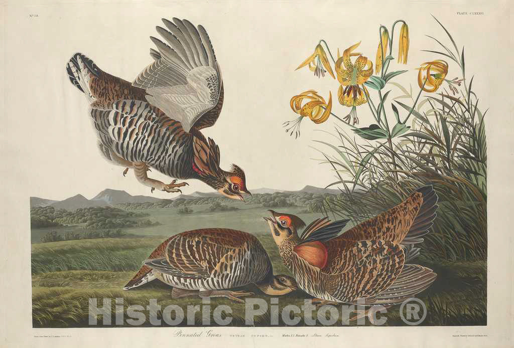 Art Print : Havell After Audubon, Pinnated Grous, 1834 - Vintage Wall Art