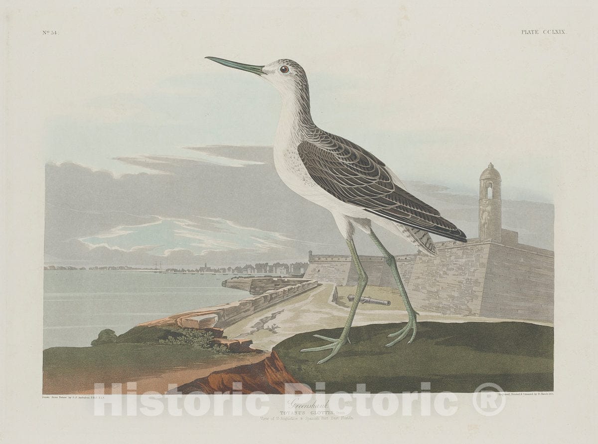 Art Print : Havell After Audubon, Greenshank, 1835 - Vintage Wall Art