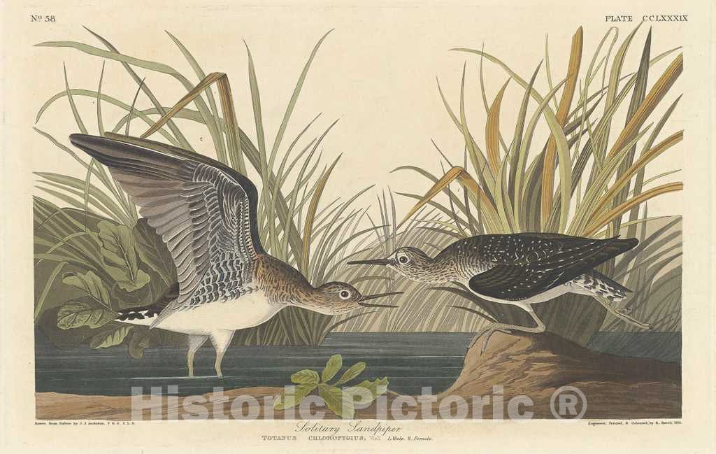 Art Print : Havell After Audubon, Solitary Sandpiper, 1836 - Vintage Wall Art