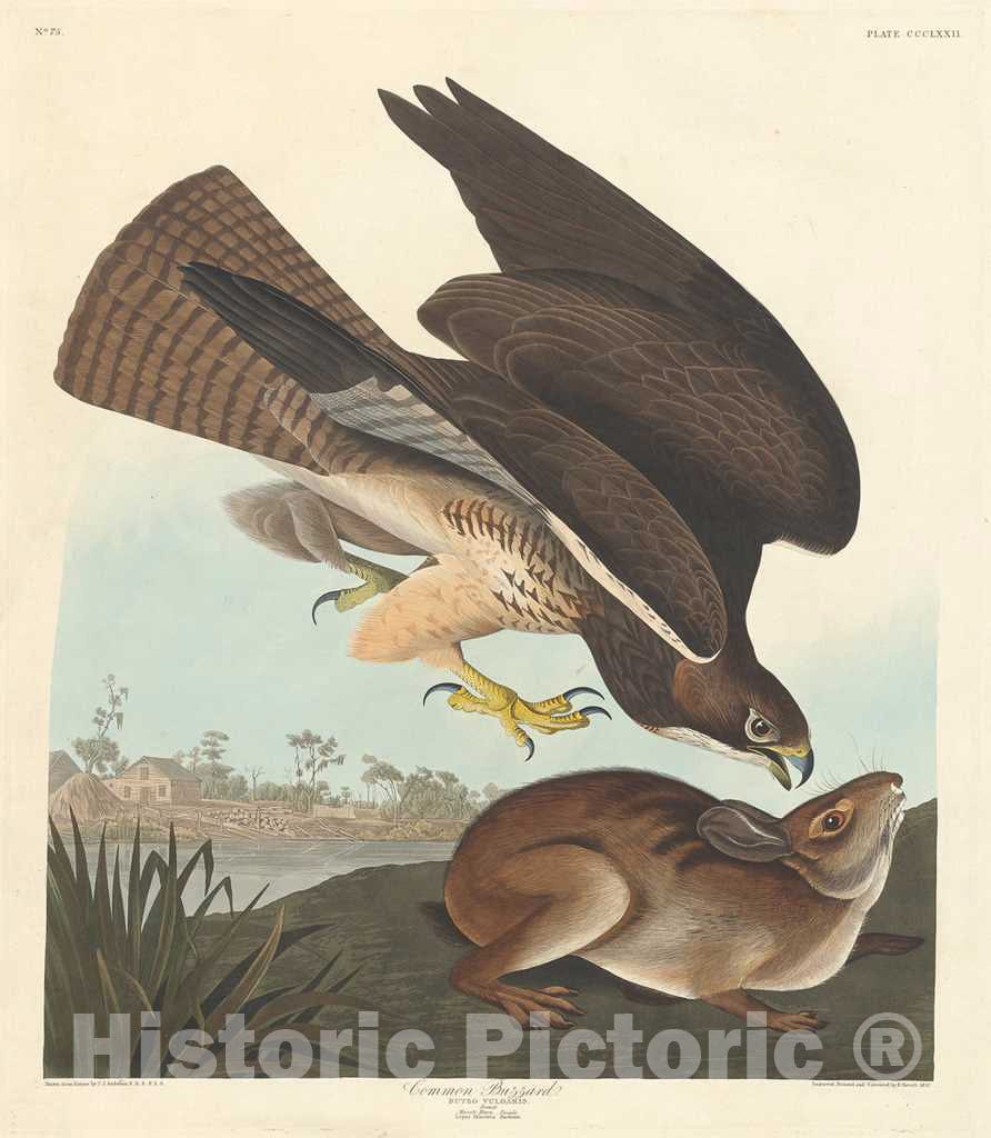 Art Print : Havell After Audubon, Common Buzzard, 1837 - Vintage Wall Art