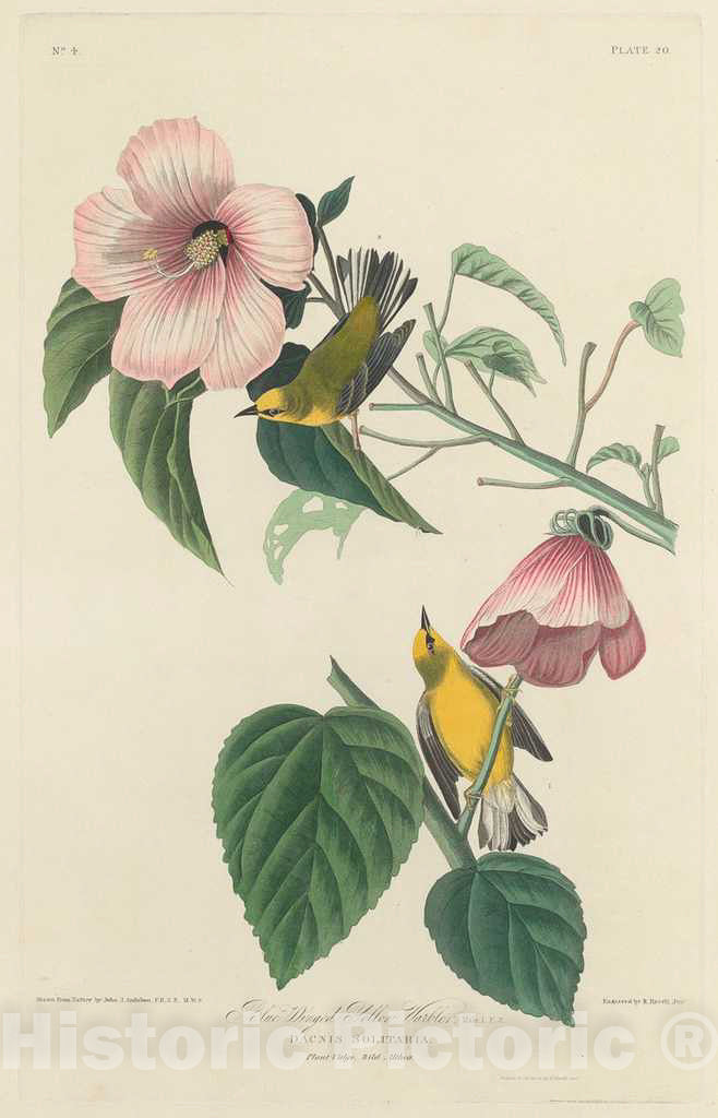 Art Print : Havell After Audubon, Blue-Winged Yellow Warbler, 1827 - Vintage Wall Art