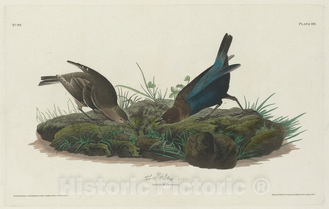 Art Print : Havell After Audubon, Cow Bunting, 1830 - Vintage Wall Art