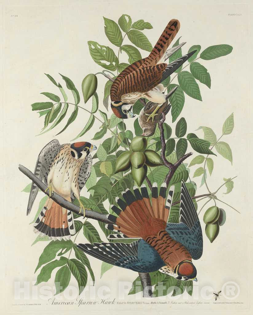 Art Print : Havell After Audubon, American Sparrow Hawk, 1832 - Vintage Wall Art