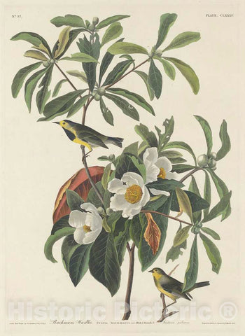 Art Print : Havell After Audubon, Bachman's Warbler, 1834 - Vintage Wall Art