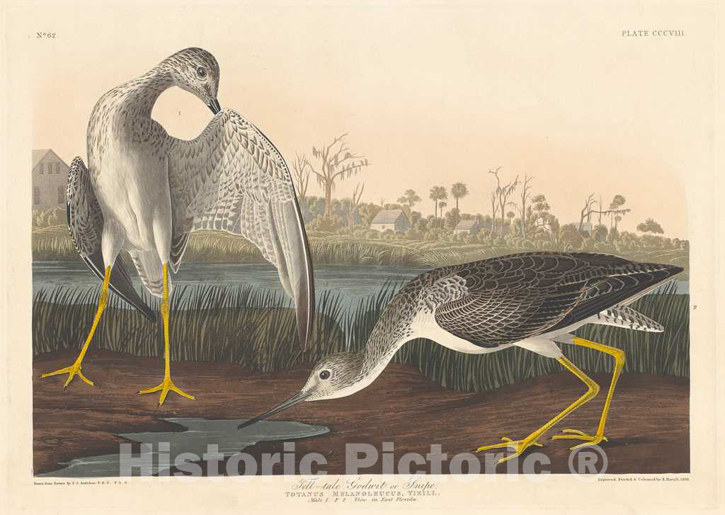 Art Print : Havell After Audubon, Tell-Tale Godwit, 1836 - Vintage Wall Art