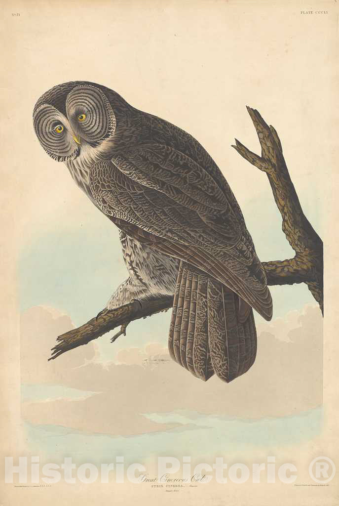 Art Print : Havell After Audubon, Great Cinereous Owl, 1837 - Vintage Wall Art