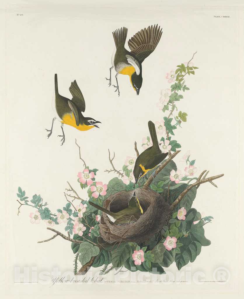 Art Print : Havell After Audubon, Yellow-Breasted Chat, 1832 - Vintage Wall Art