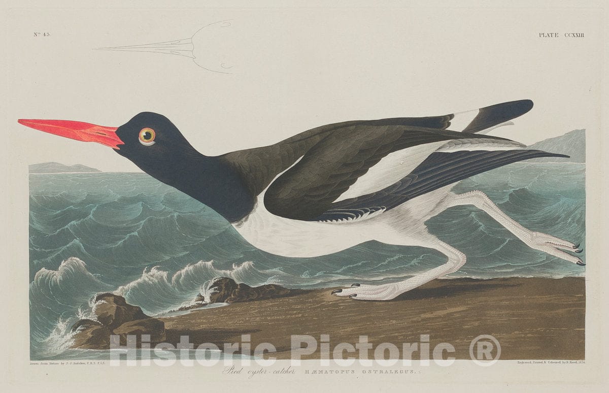 Art Print : Havell After Audubon, Pied Oyster-Catcher, 1834 - Vintage Wall Art