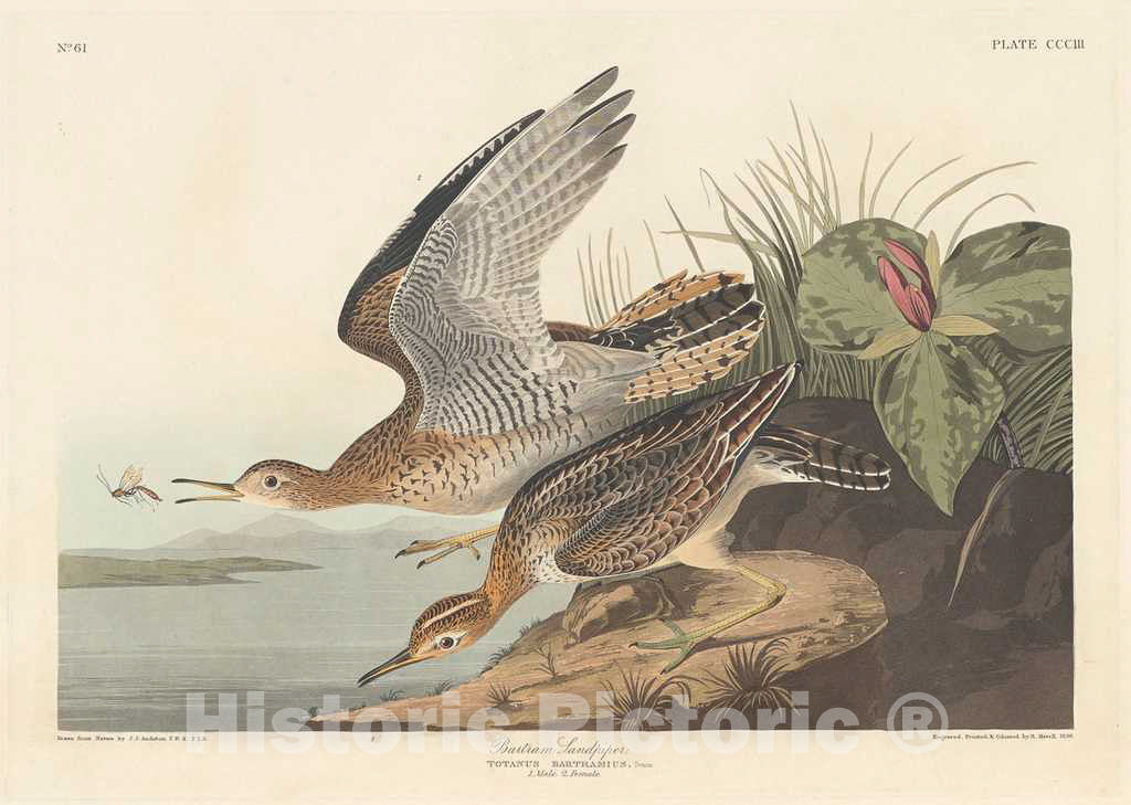 Art Print : Havell After Audubon, Bartram Sandpiper, 1836 - Vintage Wall Art