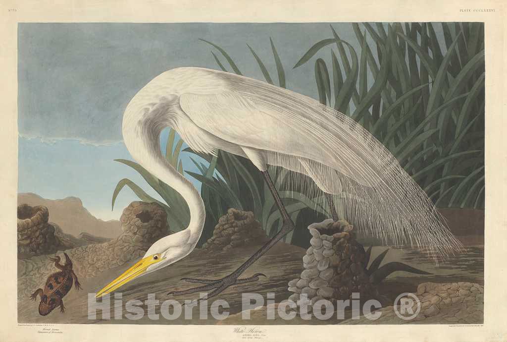 Art Print : Havell After Audubon, White Heron, 1837 - Vintage Wall Art