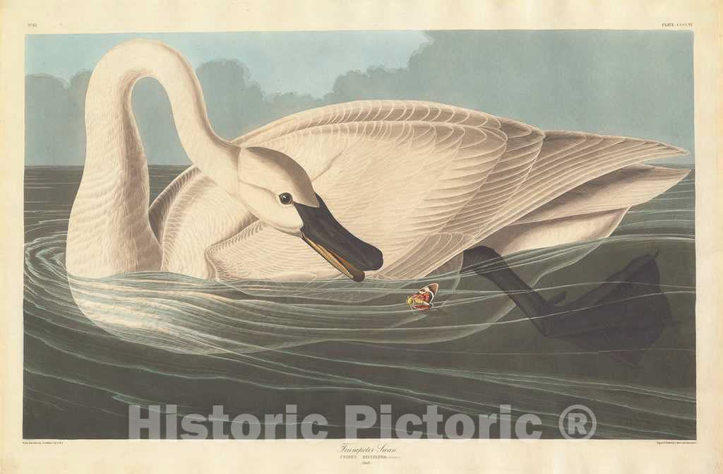 Art Print : Havell After Audubon, Trumpeter Swan, 1838 - Vintage Wall Art