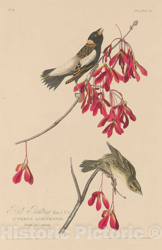 Art Print : Havell After Audubon, Rice Bunting, 1829 - Vintage Wall Art