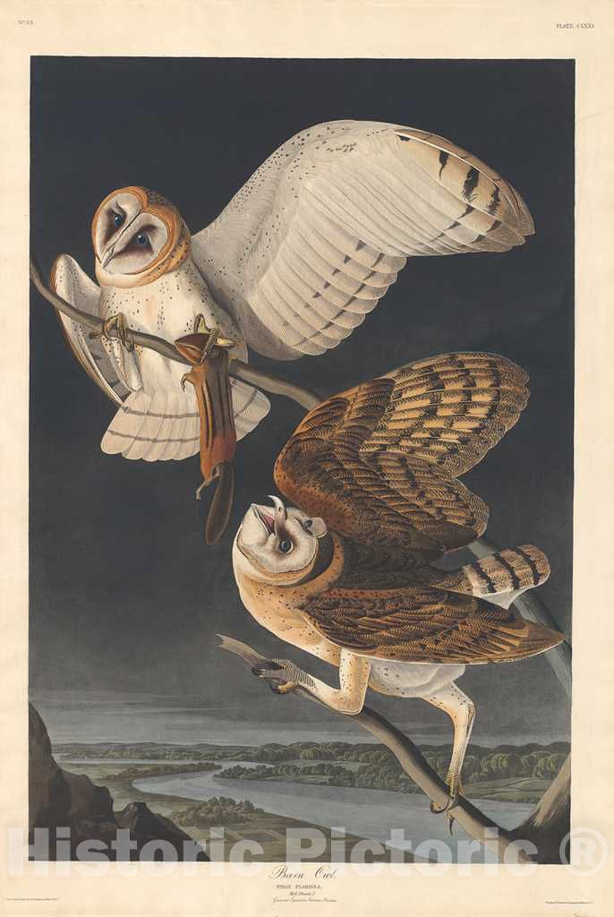 Art Print : Havell After Audubon, Barn Owl, 1833 - Vintage Wall Art