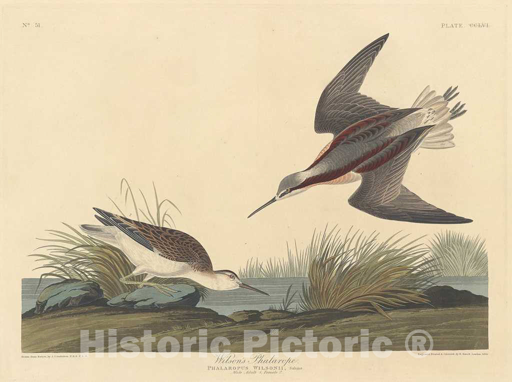 Art Print : Havell After Audubon, Wilson's Phalarope, 1835 - Vintage Wall Art