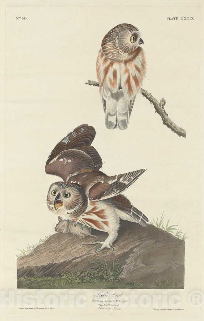 Art Print : Havell After Audubon, Little Owl, 1834 - Vintage Wall Art