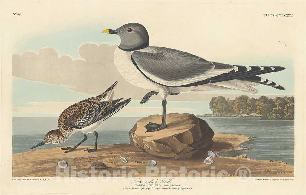 Art Print : Havell After Audubon, Fork-Tailed Gull, 1835 - Vintage Wall Art